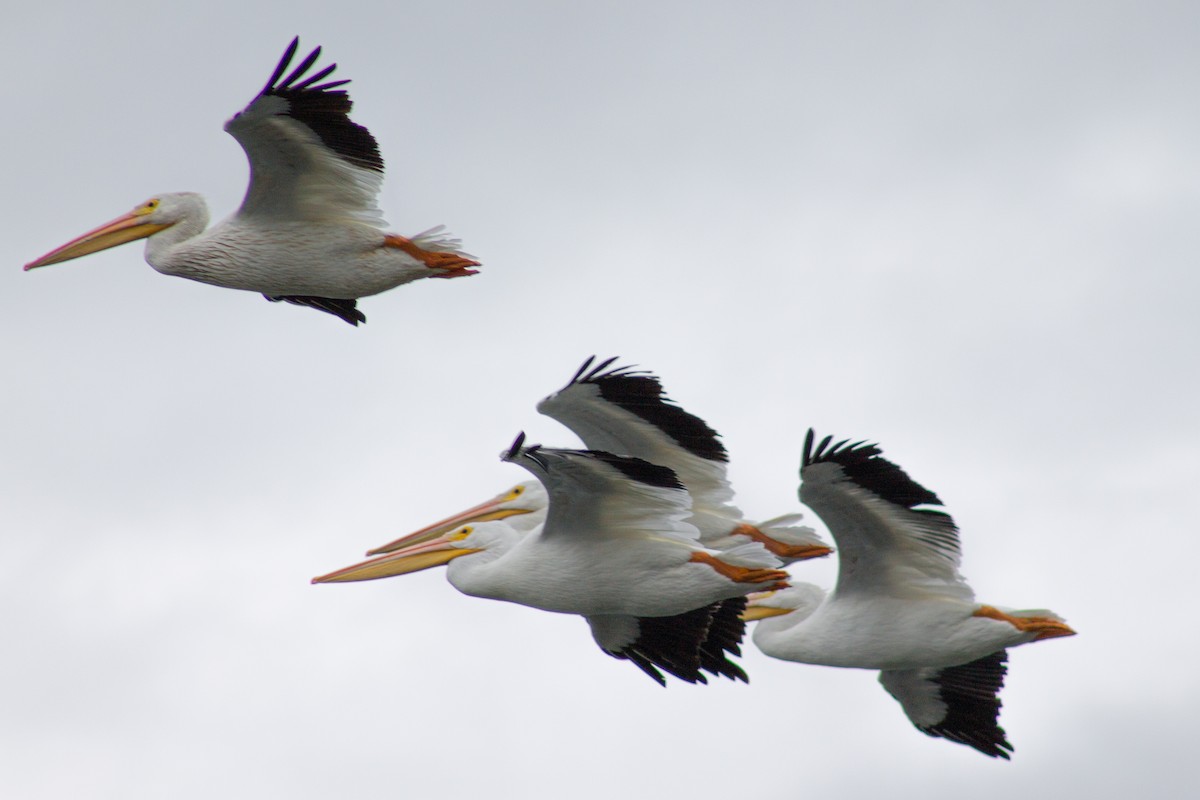 American White Pelican - ML643157406