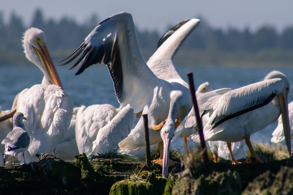 American White Pelican - ML643157407