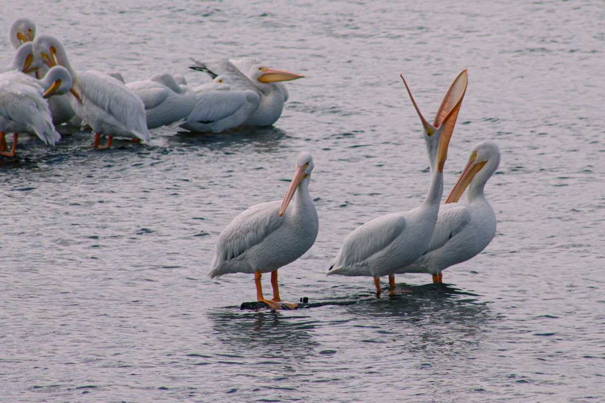 American White Pelican - ML643157410