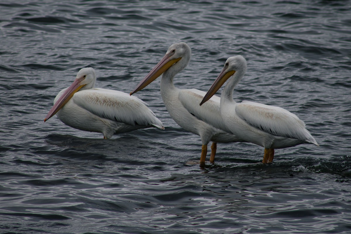 American White Pelican - ML643157411