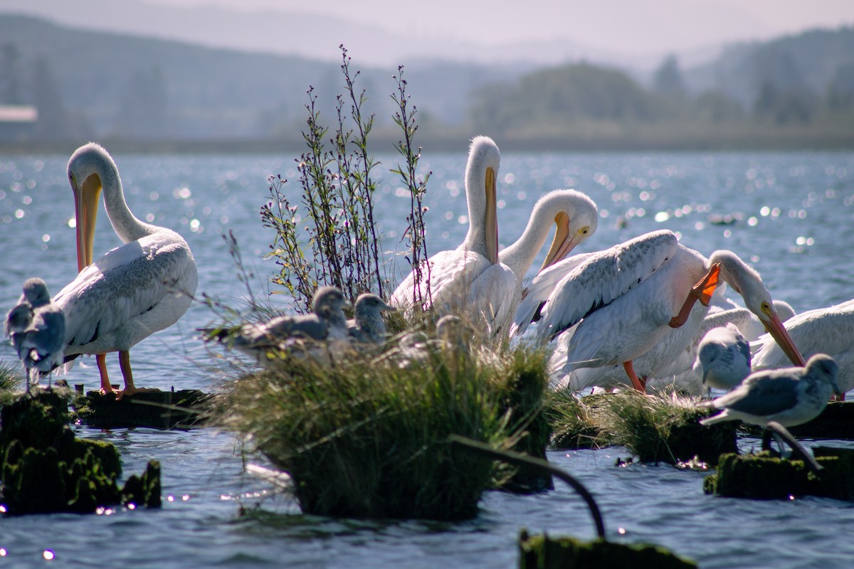 American White Pelican - ML643157413