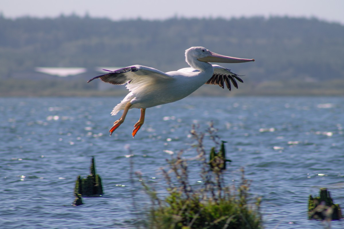 American White Pelican - ML643157414