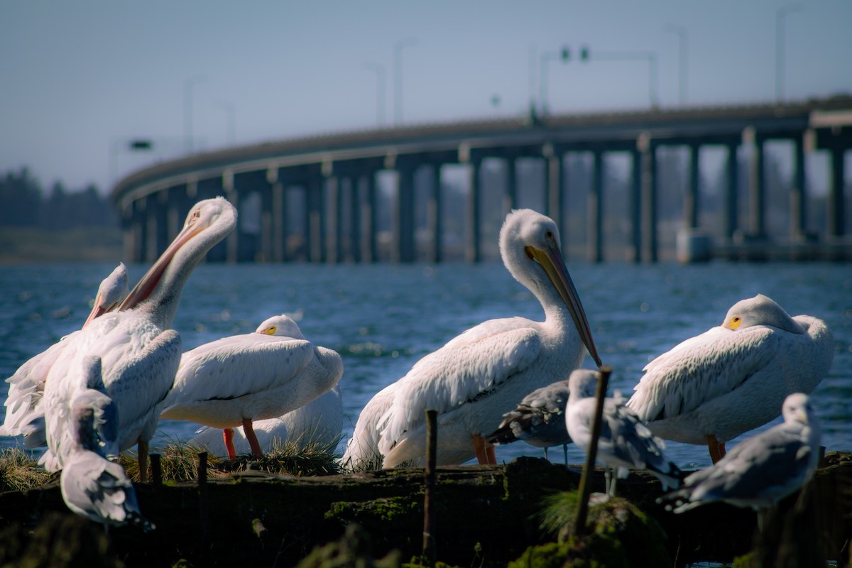 American White Pelican - ML643157415