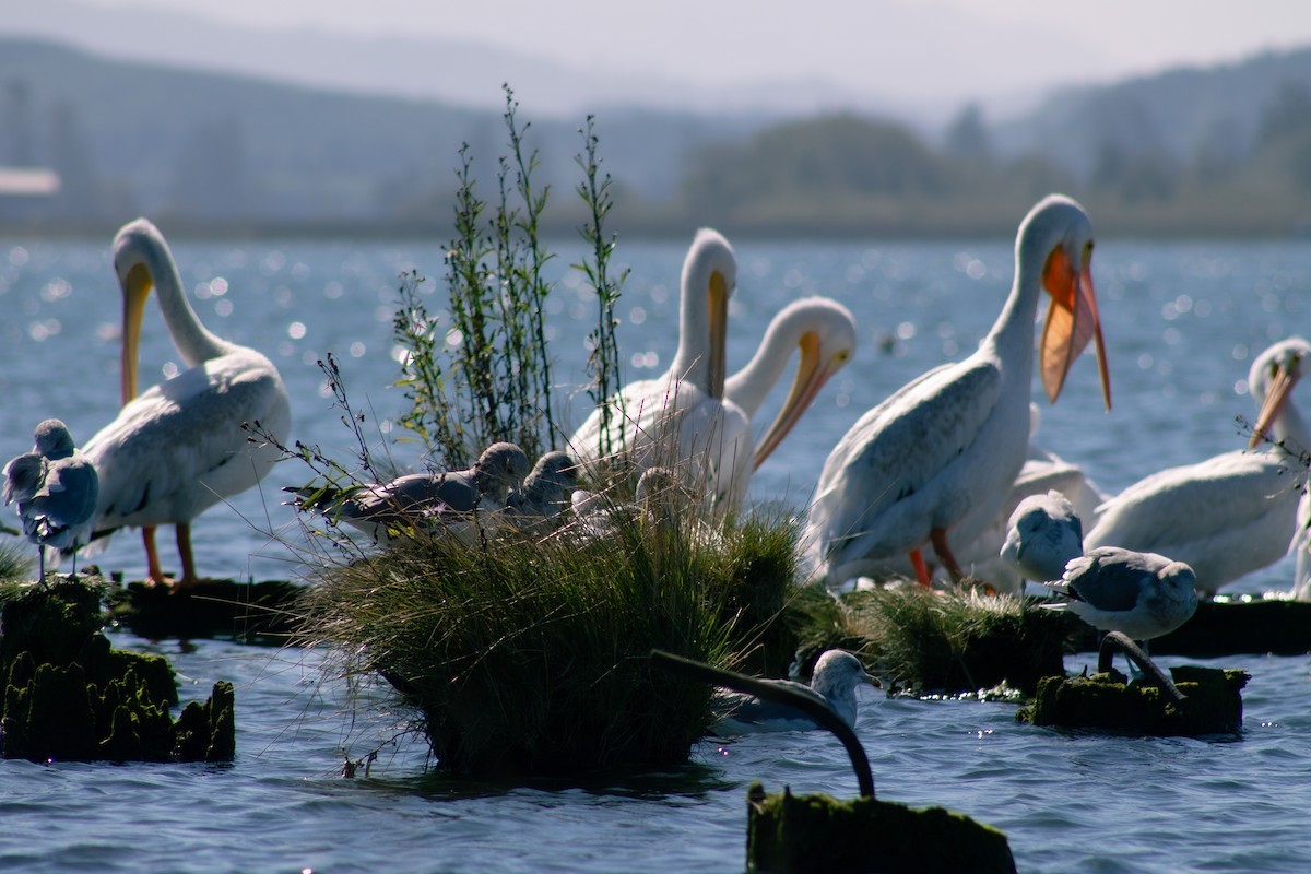 American White Pelican - ML643157416