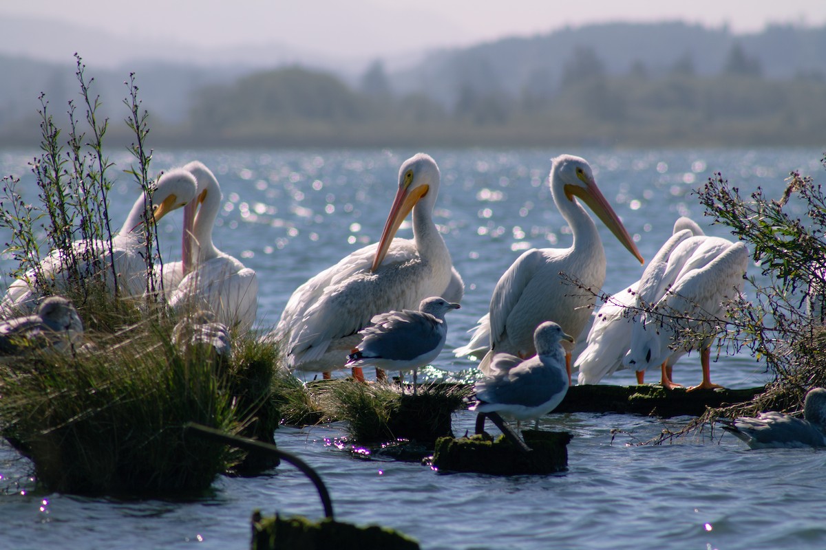 American White Pelican - ML643157417