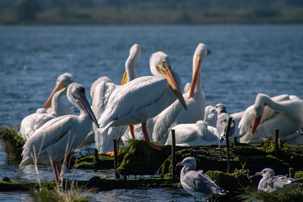 American White Pelican - ML643157418