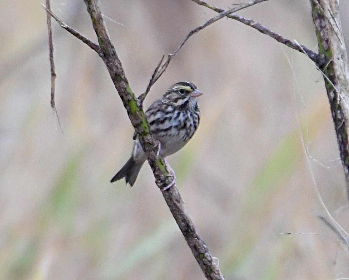 Savannah Sparrow - ML643157425