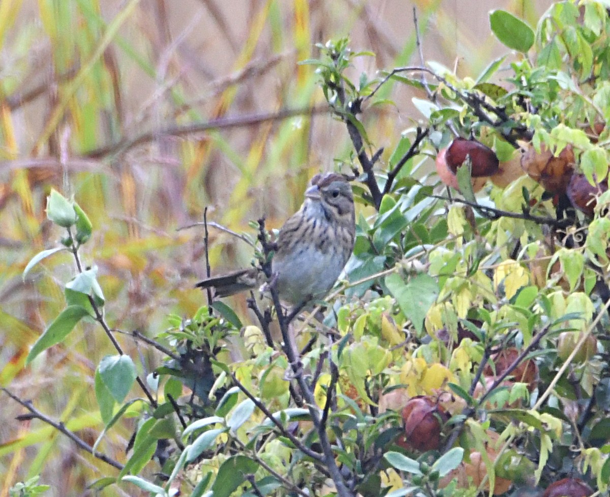 Lincoln's Sparrow - ML643157434