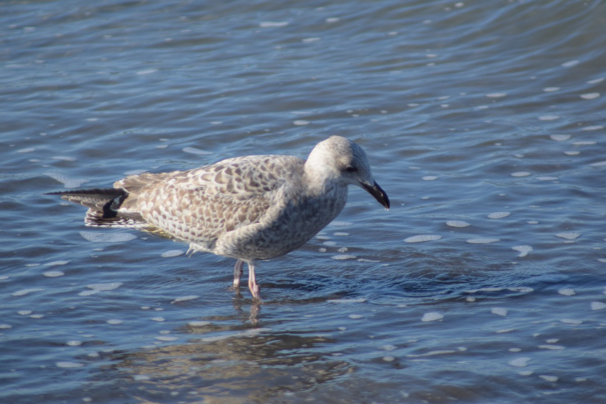 European Herring Gull - ML643157461