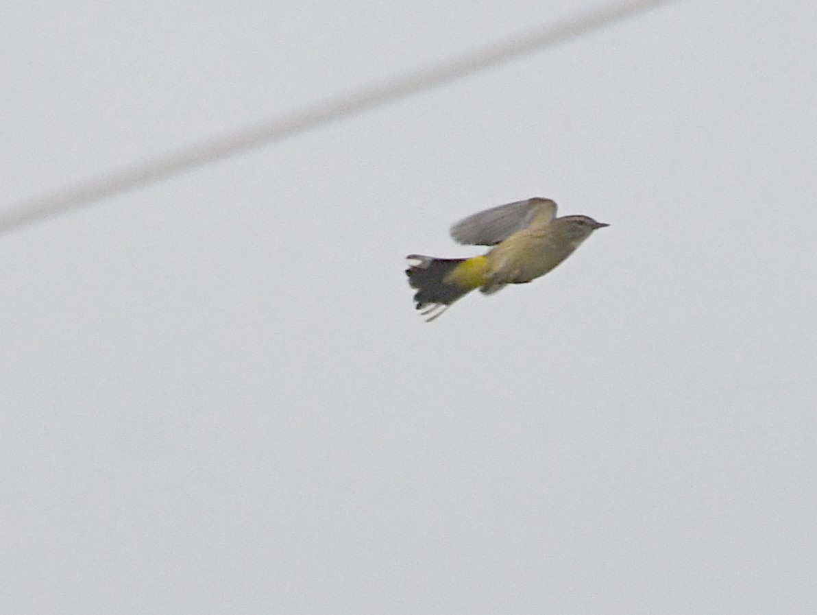 Palm Warbler - ML643157493