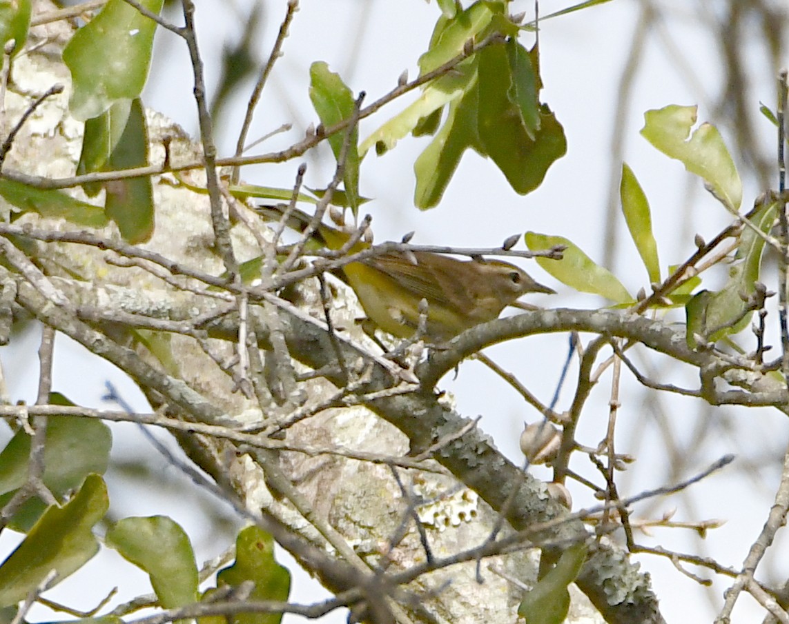 Palm Warbler - ML643157494