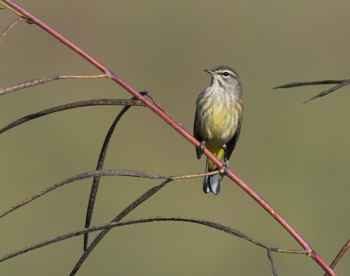 Palm Warbler - ML643157495