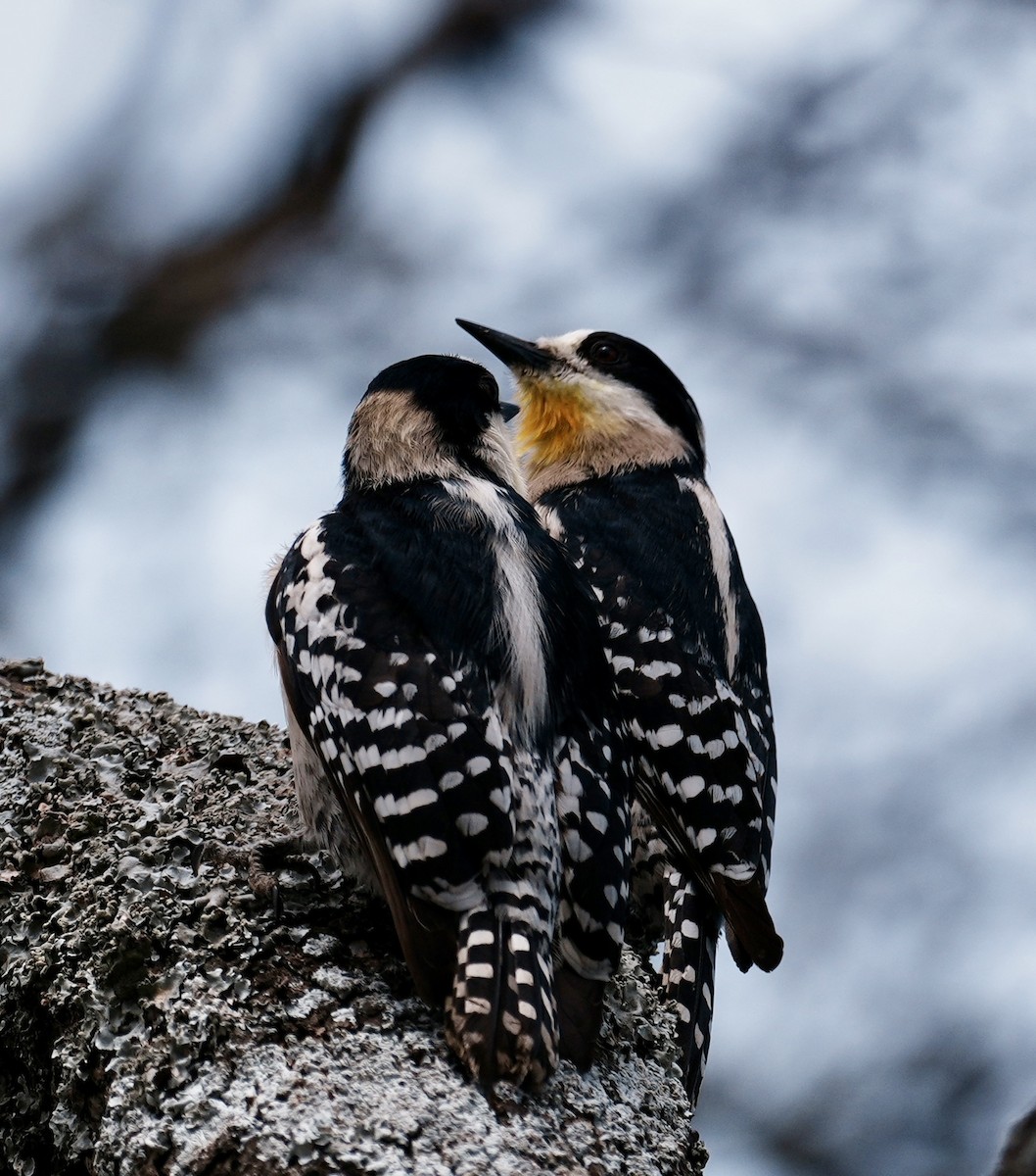 White-fronted Woodpecker - ML643157500