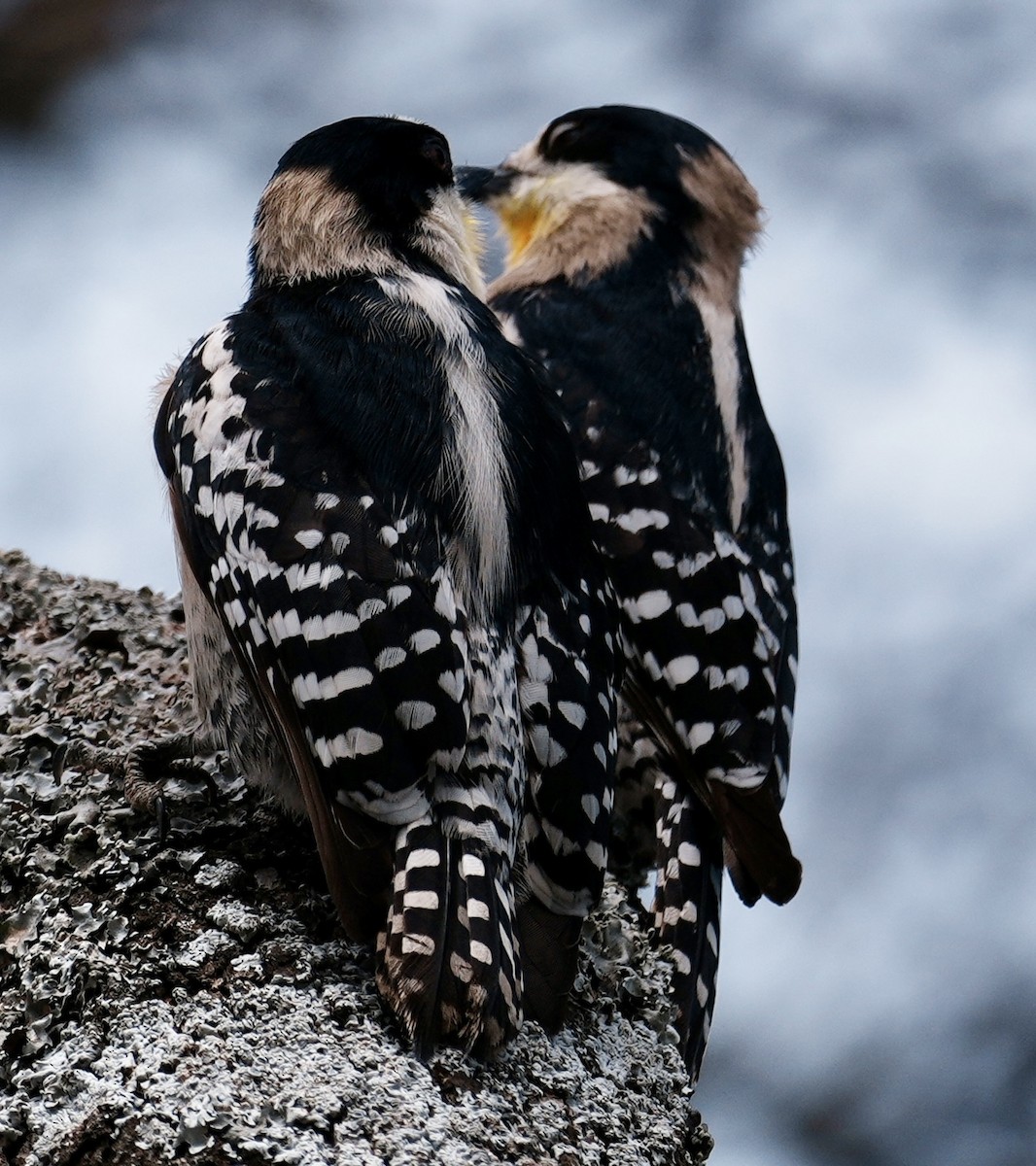 White-fronted Woodpecker - ML643157502