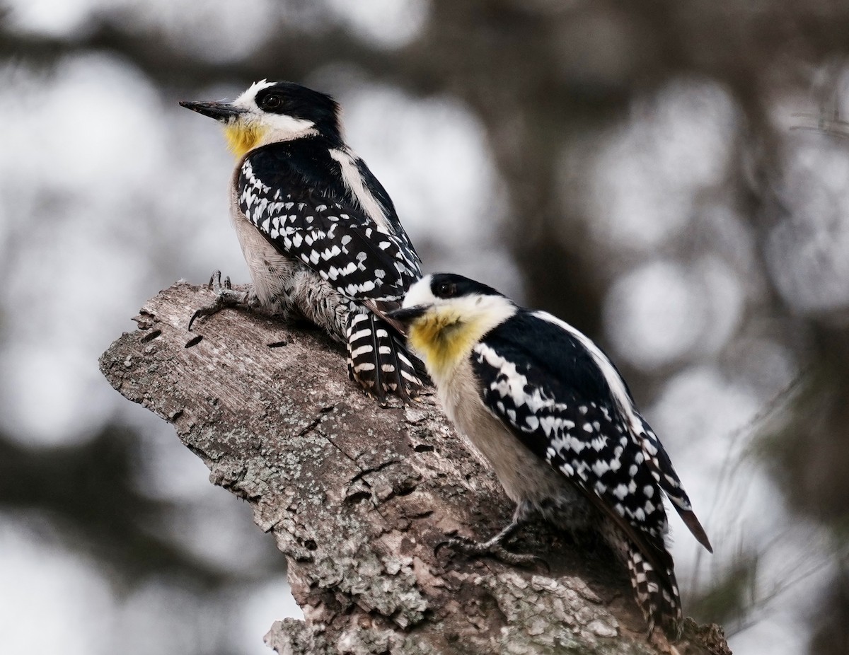 White-fronted Woodpecker - ML643157503