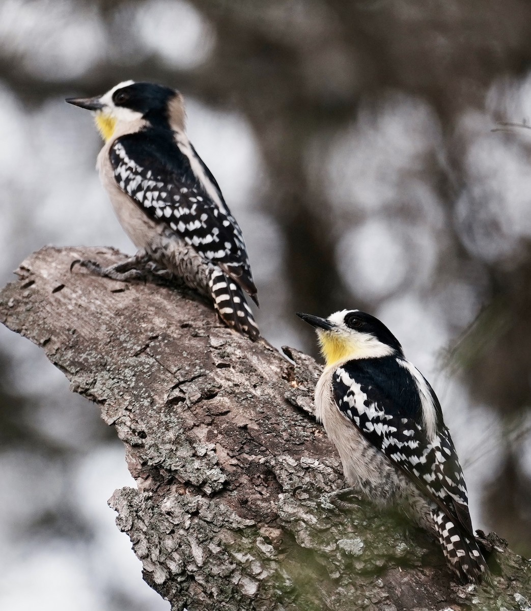 White-fronted Woodpecker - ML643157504