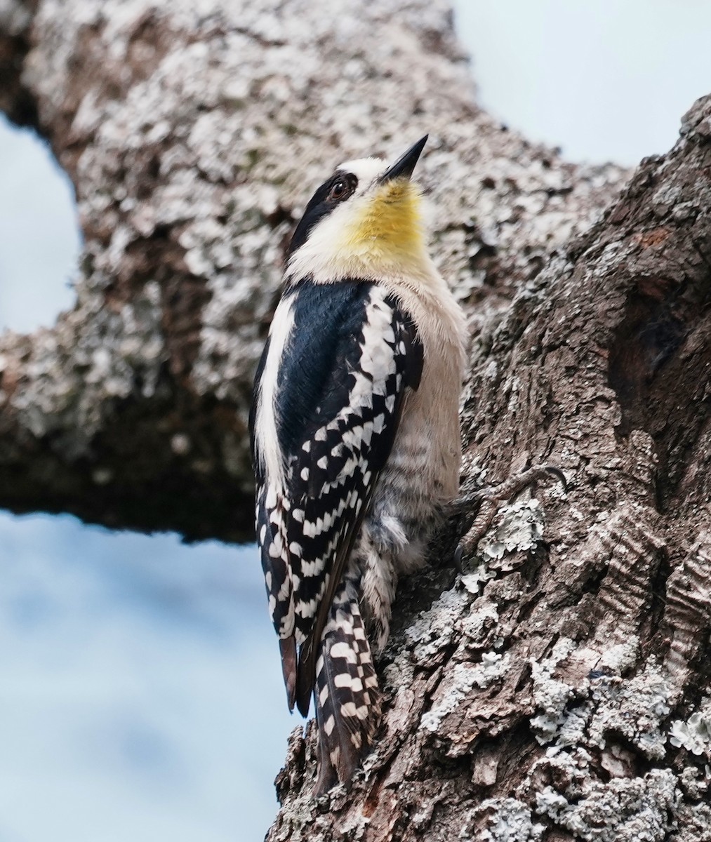 White-fronted Woodpecker - ML643157505
