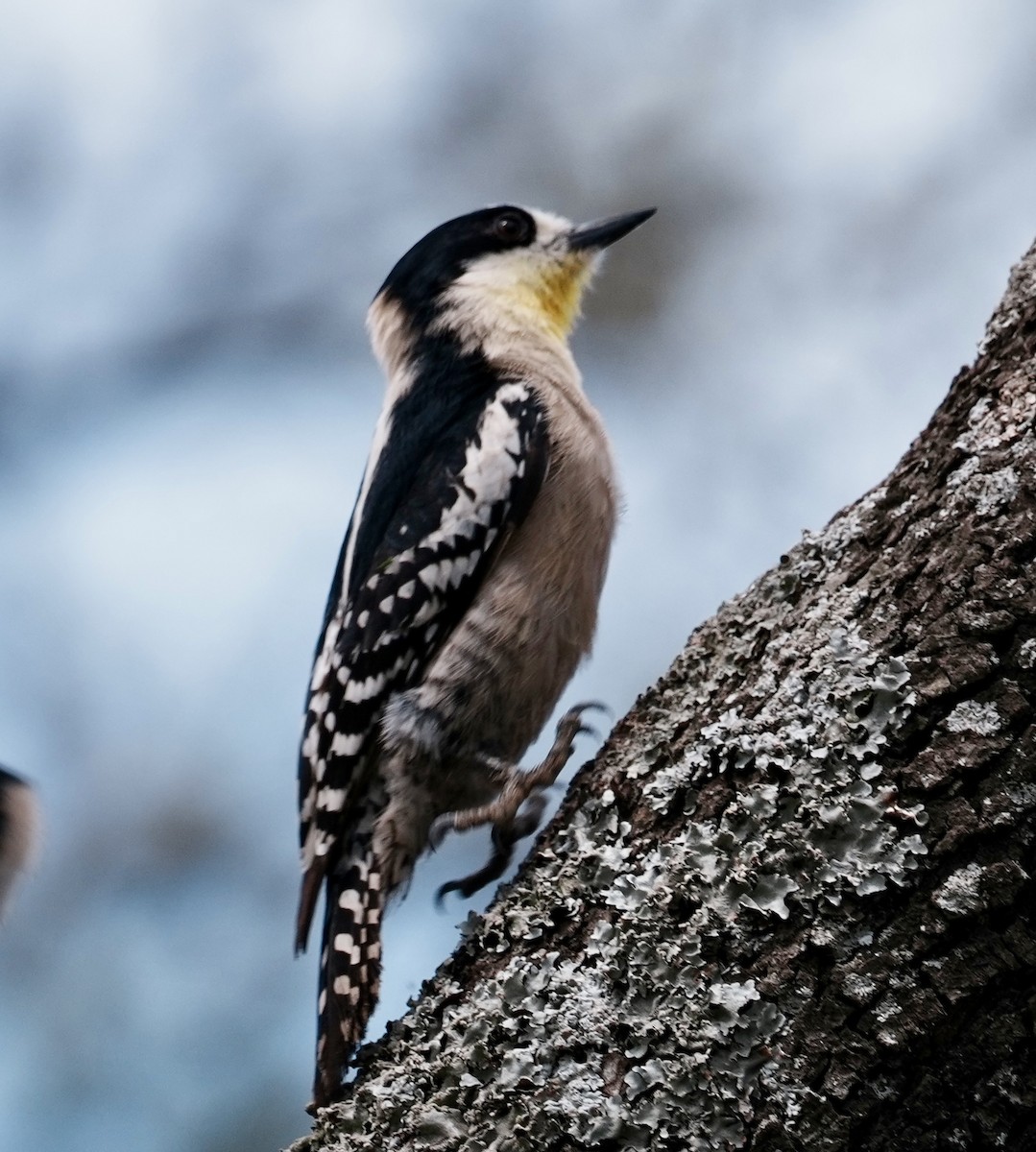 White-fronted Woodpecker - ML643157507