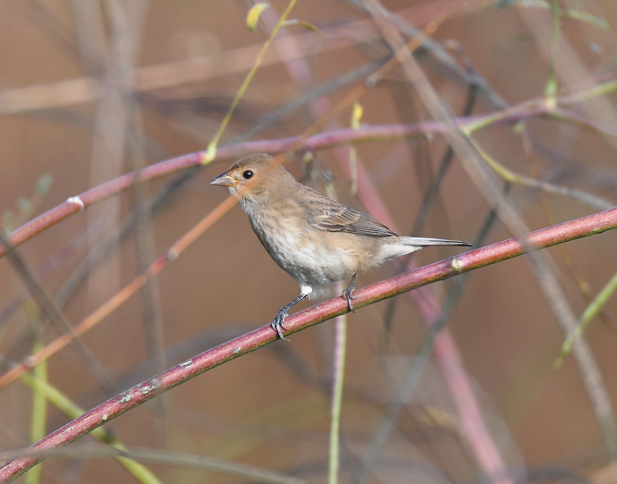 Indigo Bunting - ML643157513