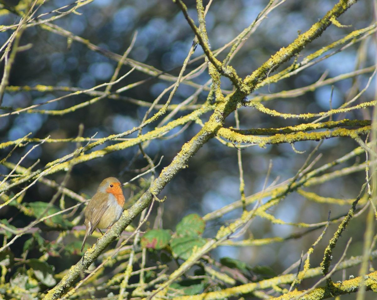 European Robin - ML643157515