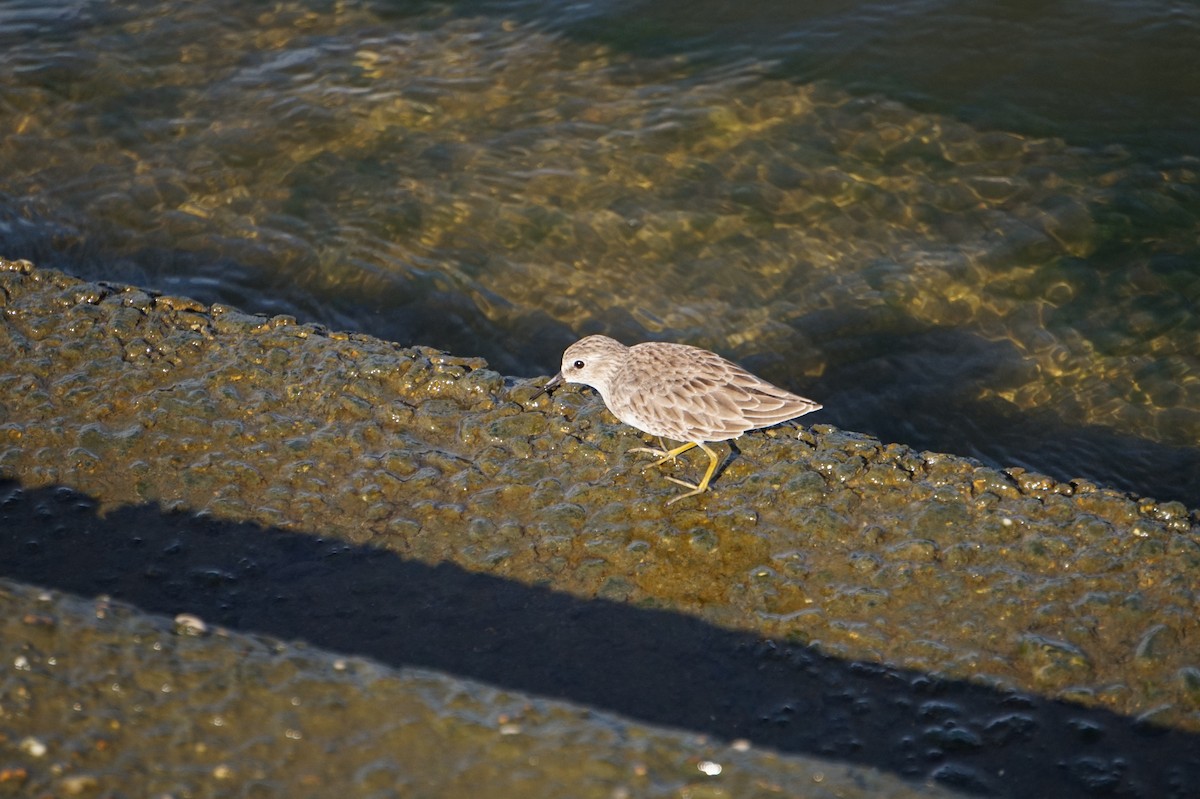 Wiesenstrandläufer - ML643157522