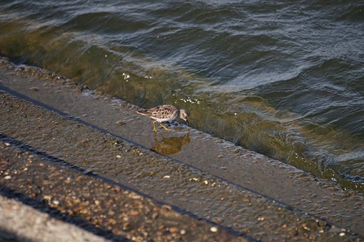Wiesenstrandläufer - ML643157523