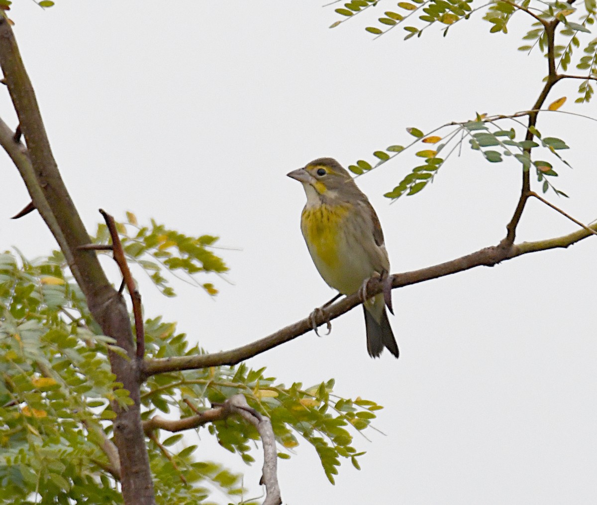 Dickcissel - ML643157525