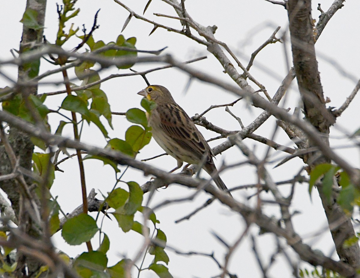 Dickcissel - ML643157526