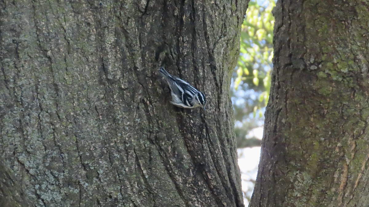 Пісняр строкатий - ML643157532