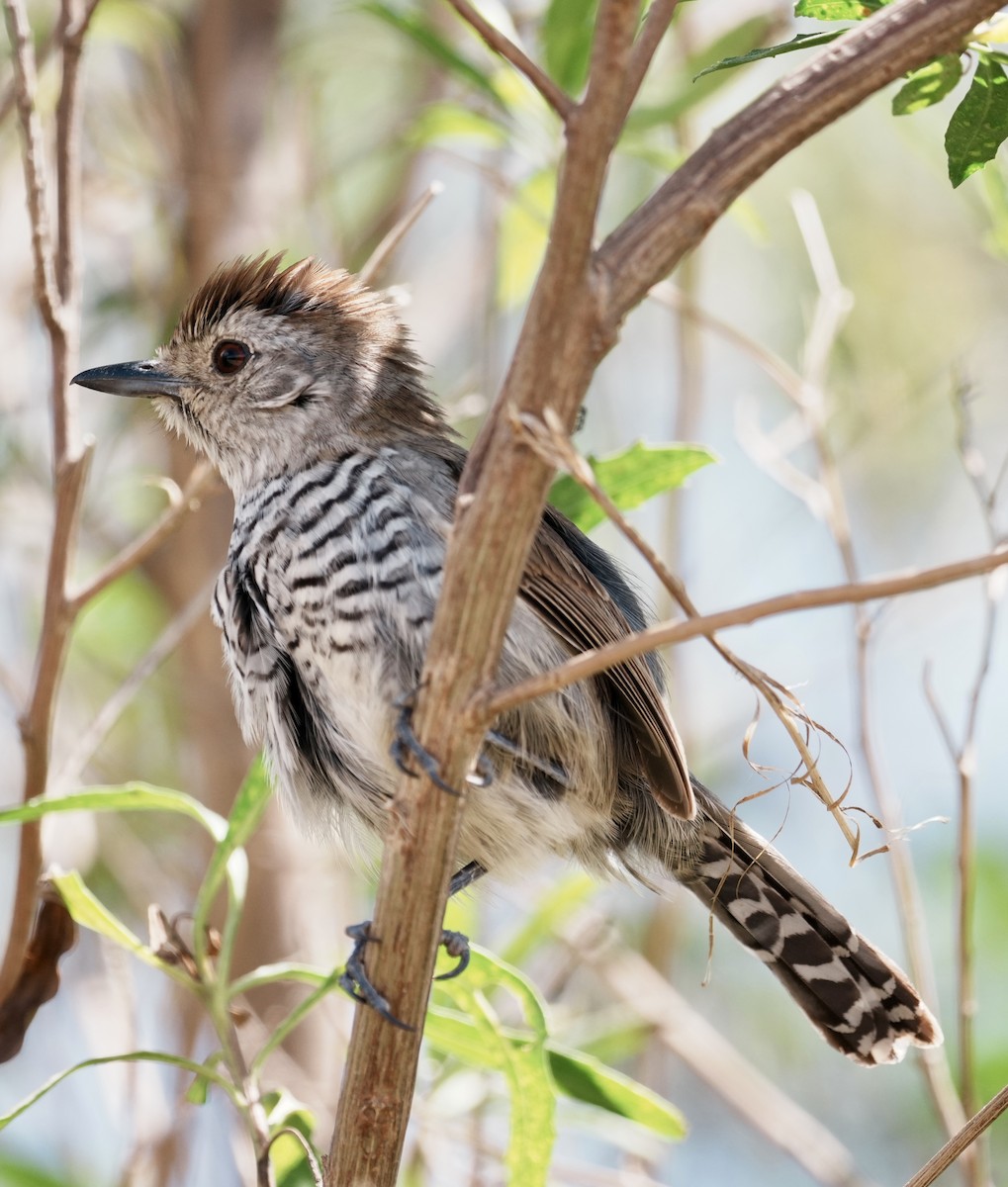 Rufous-capped Antshrike - ML643157540