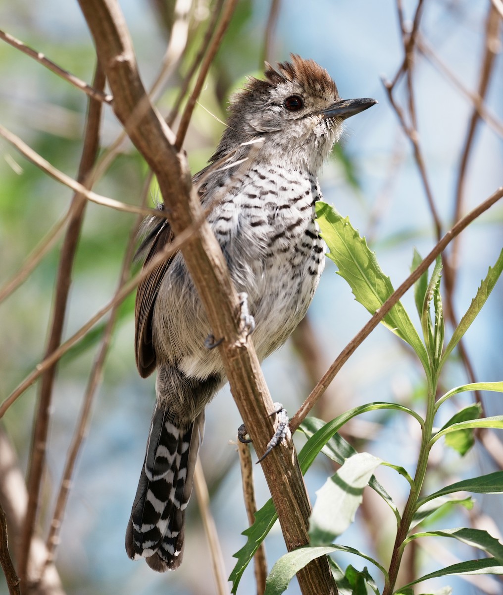 Rufous-capped Antshrike - ML643157541