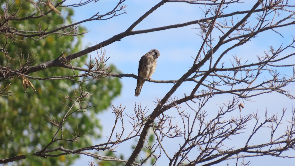 Боривітер американський - ML643157542