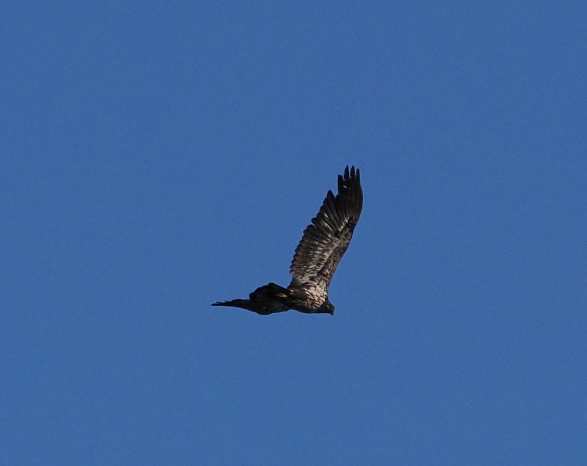 Bald Eagle - ML643157544