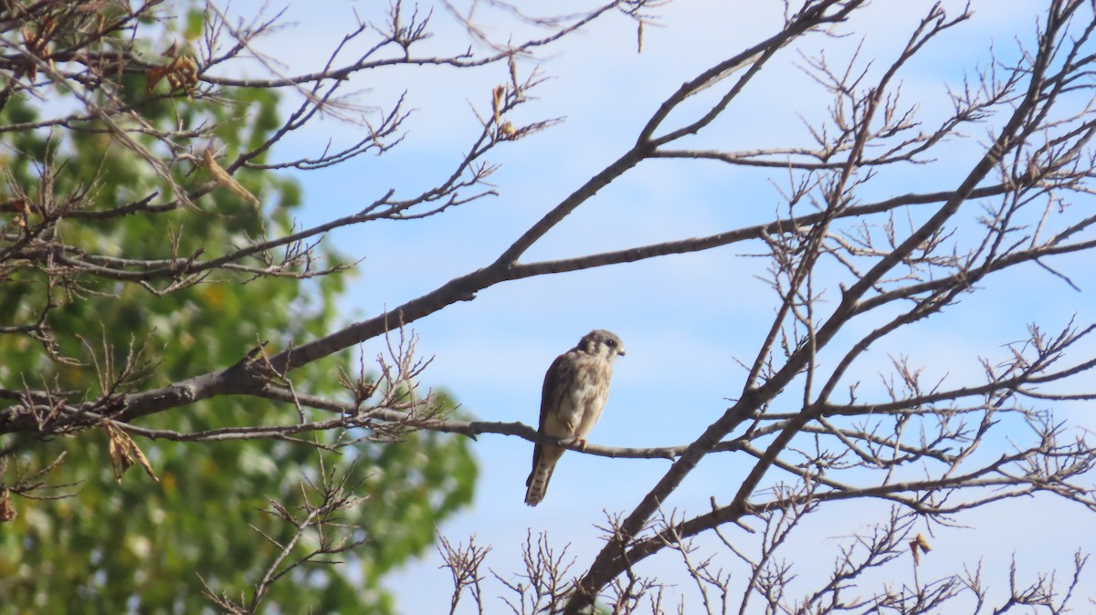 Боривітер американський - ML643157548