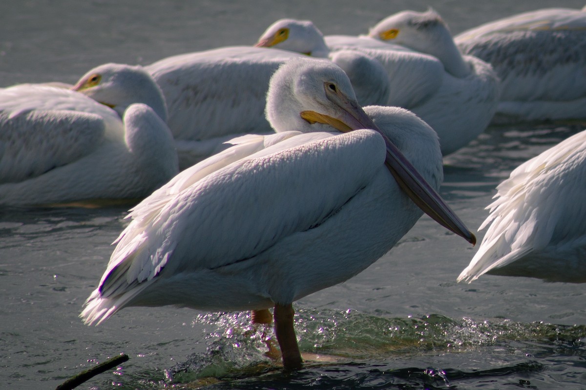 American White Pelican - ML643157554