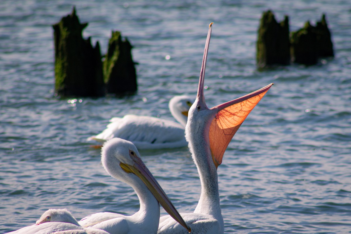 American White Pelican - ML643157556