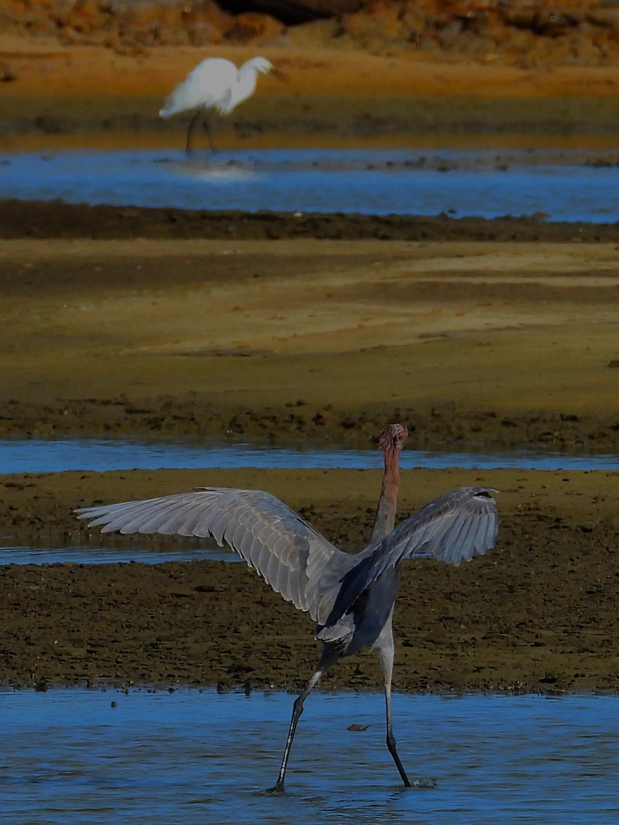 dansehegre - ML643157559