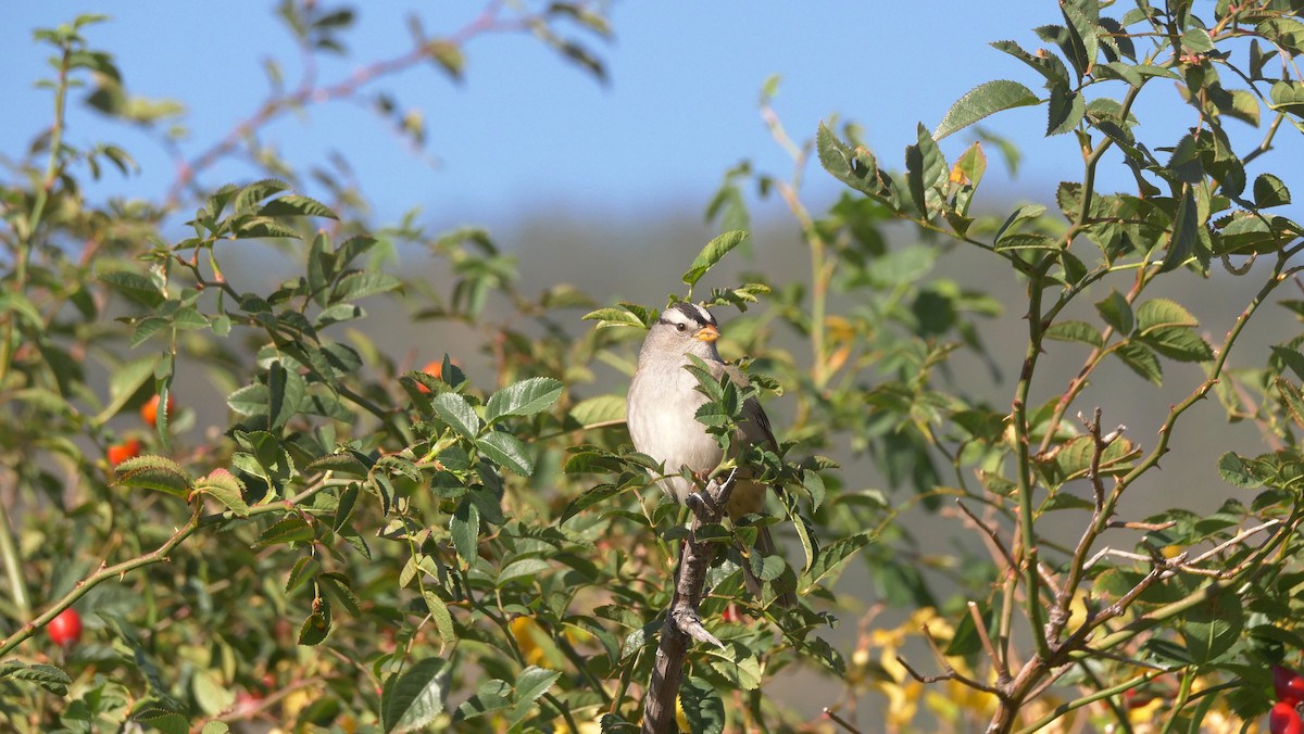 White-crowned Sparrow - ML643157565
