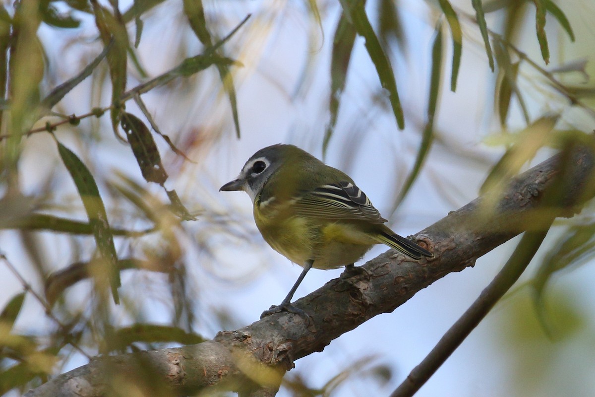 Blue-headed Vireo - ML643157573