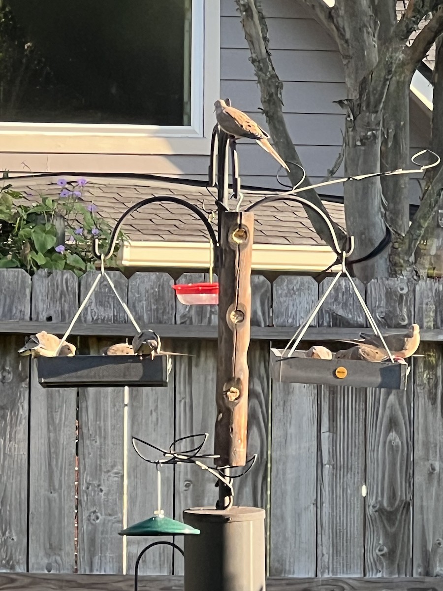 Mourning Dove - ML643157581