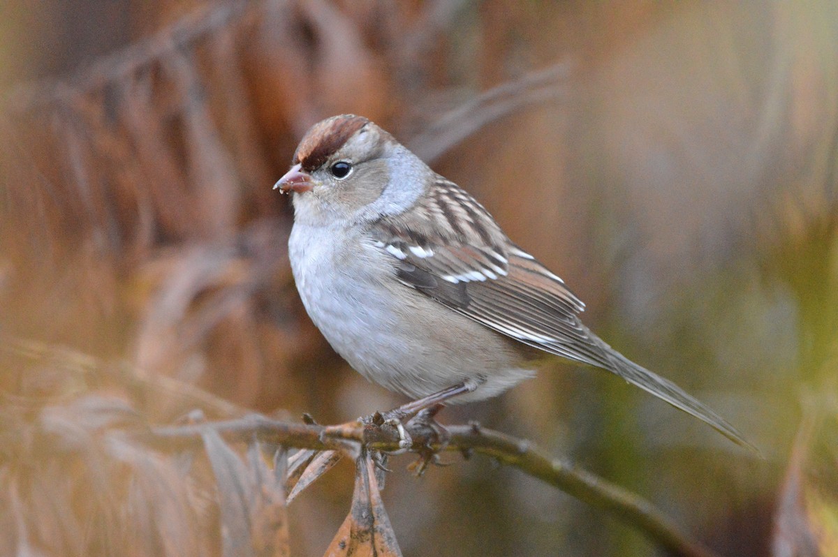 White-crowned Sparrow - ML643157585