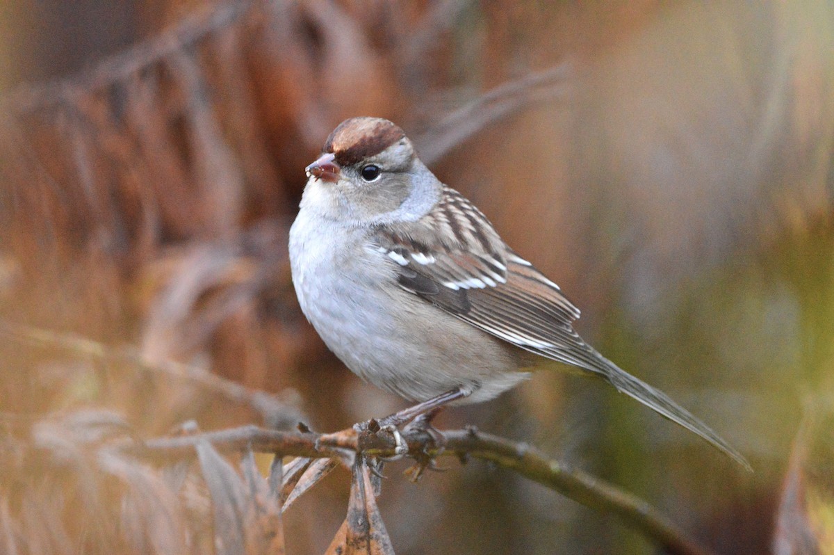 White-crowned Sparrow - ML643157586