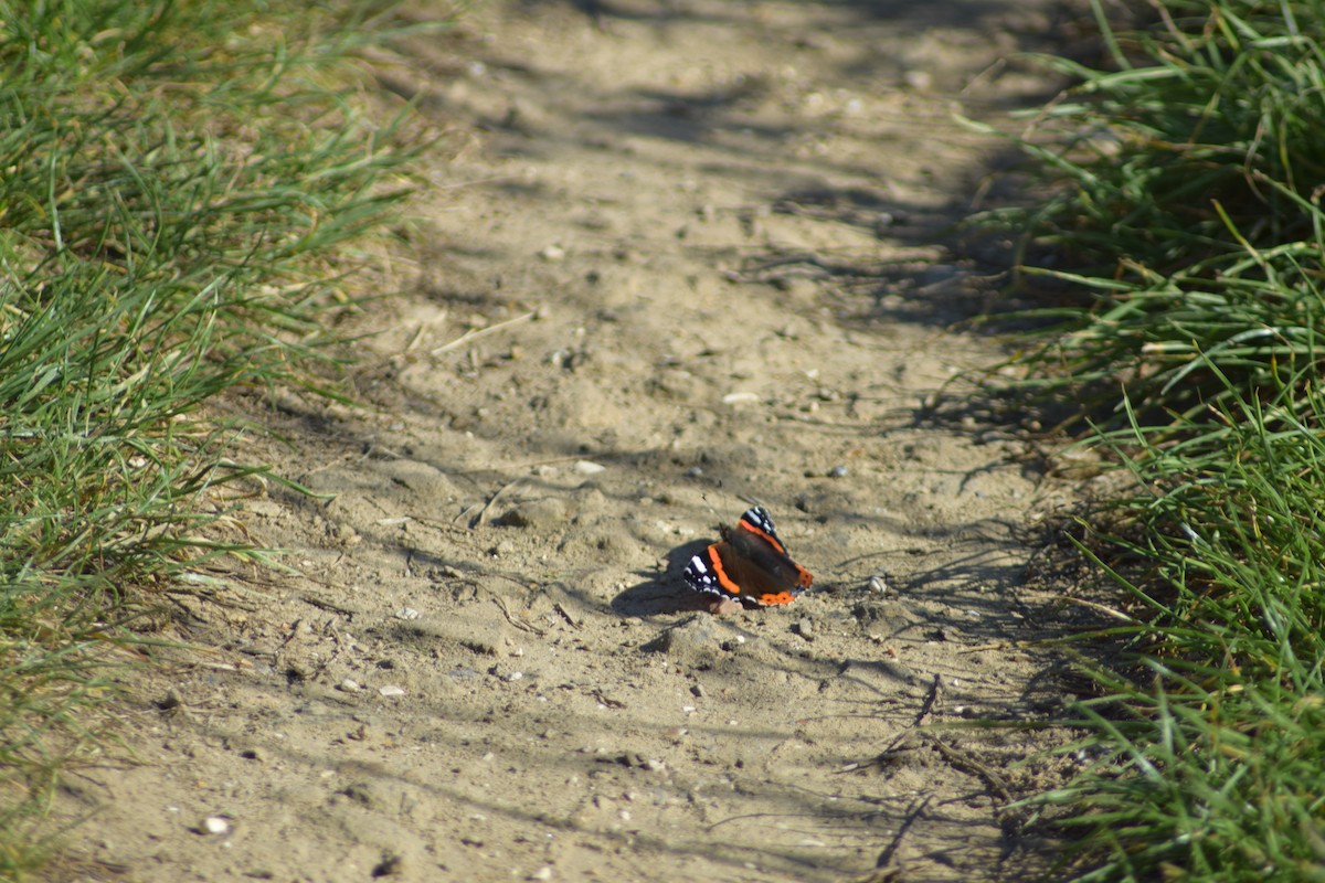 European Peacock Butterfly - ML643157592