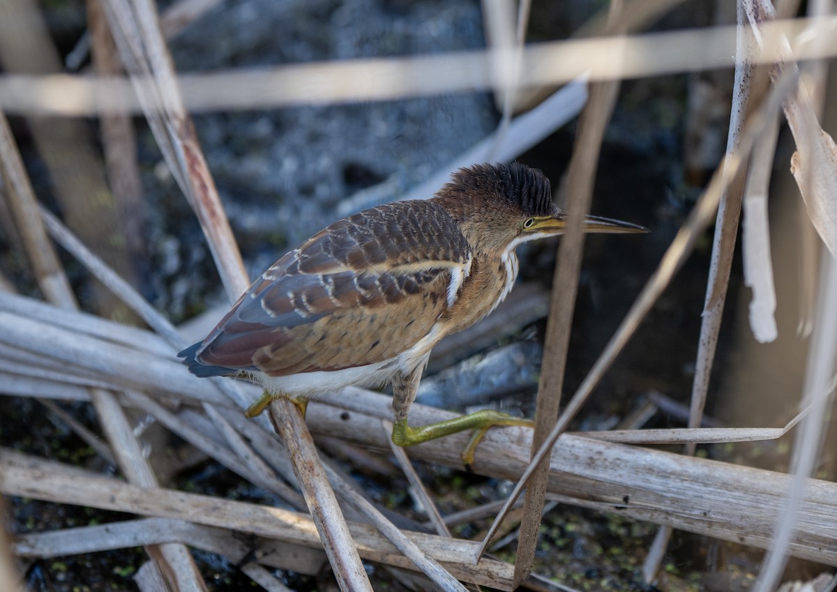 Least Bittern - ML643157614