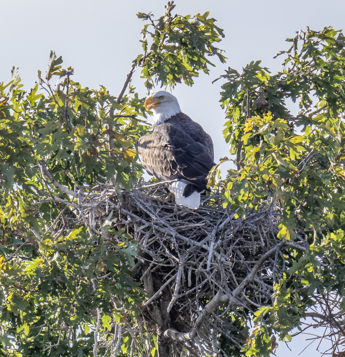 Bald Eagle - ML643157617