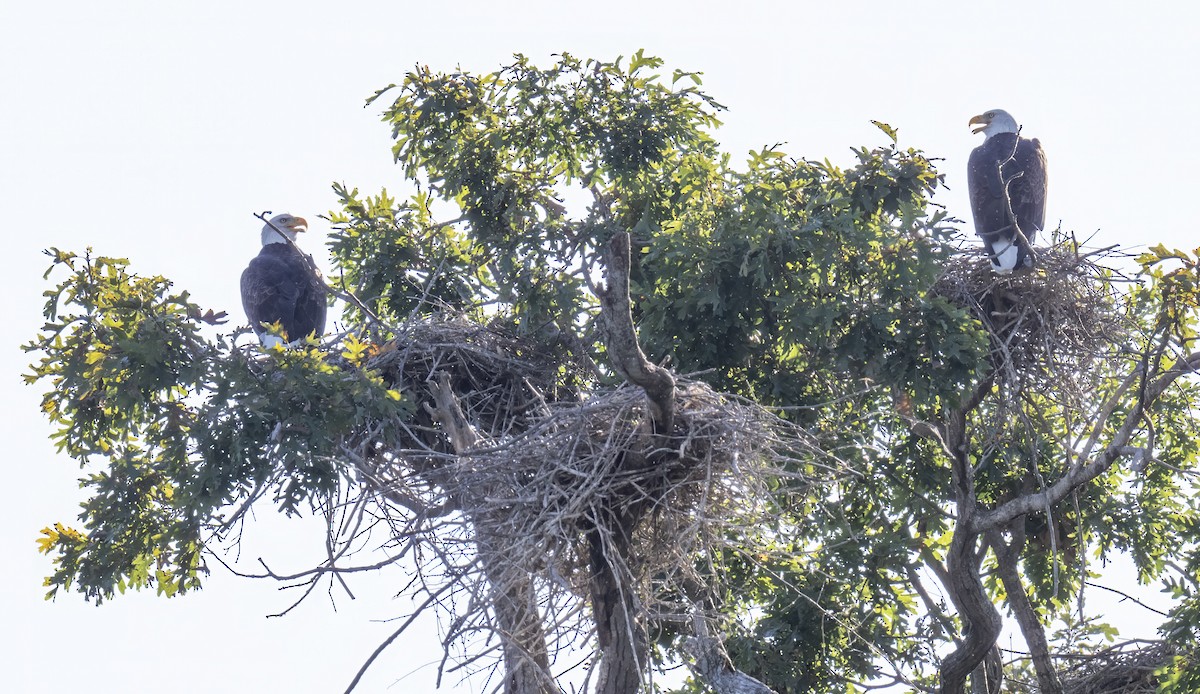 Bald Eagle - ML643157618