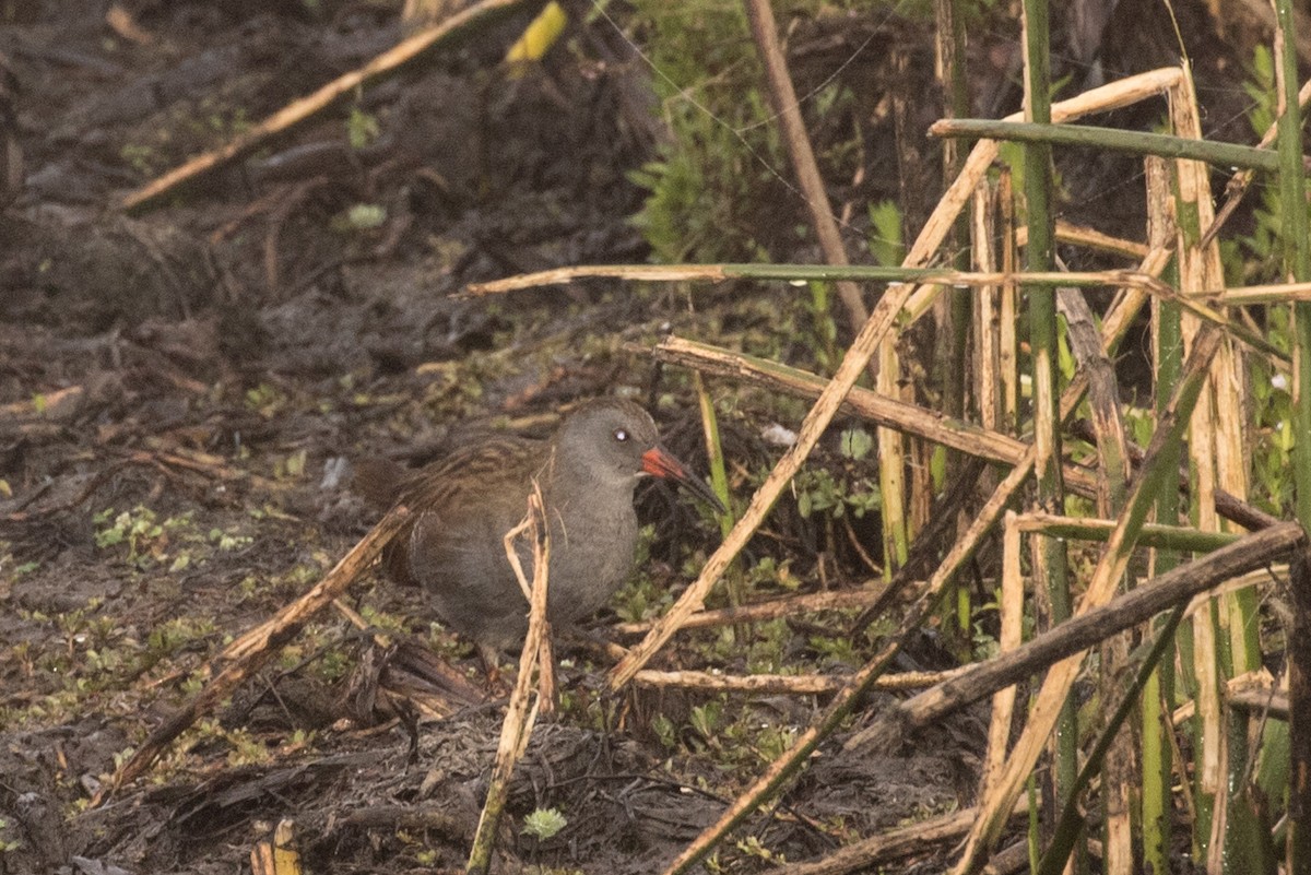 Bogota Rail - ML643157624
