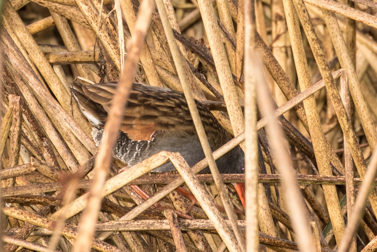 Bogota Rail - ML643157627