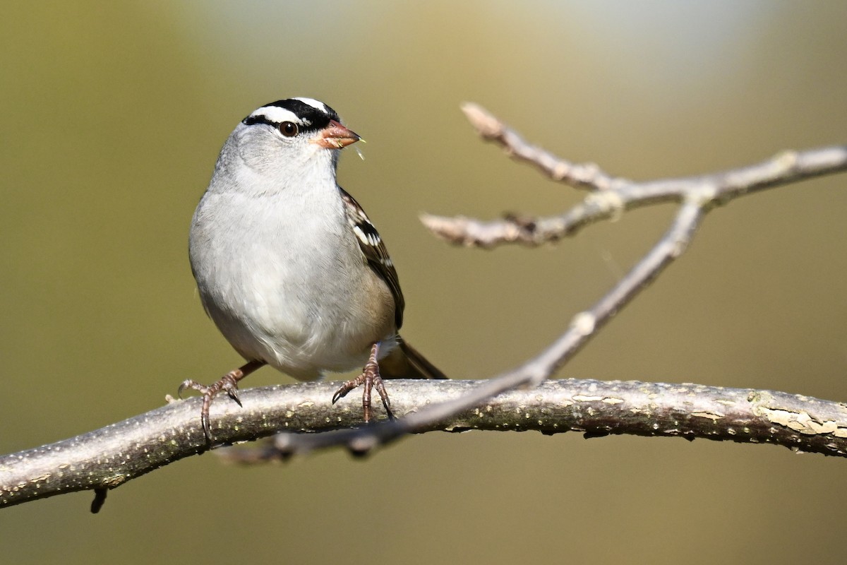 White-crowned Sparrow - ML643157630