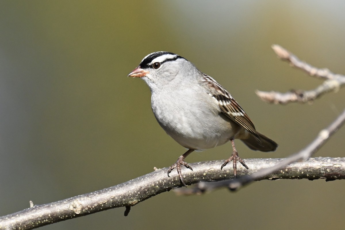 White-crowned Sparrow - ML643157632